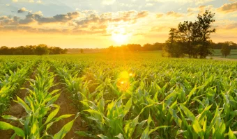 Sunset-Corn-Field