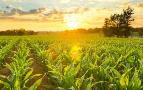 Sunset-Corn-Field